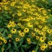 Orange Coneflower (Black-eyed Susan)